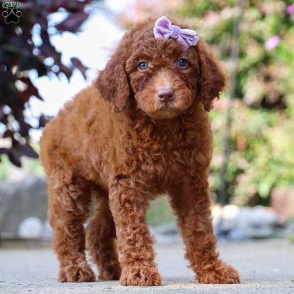 Brie, Goldendoodle Puppy